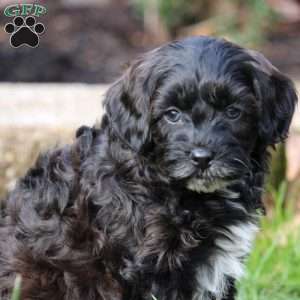 Silas, Cavapoo Puppy